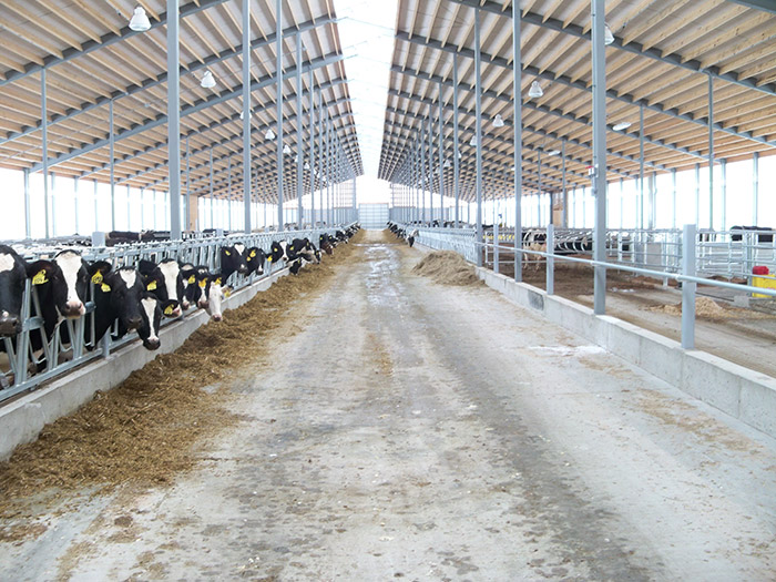 Horsens Homestead Farms - Cow Comfort