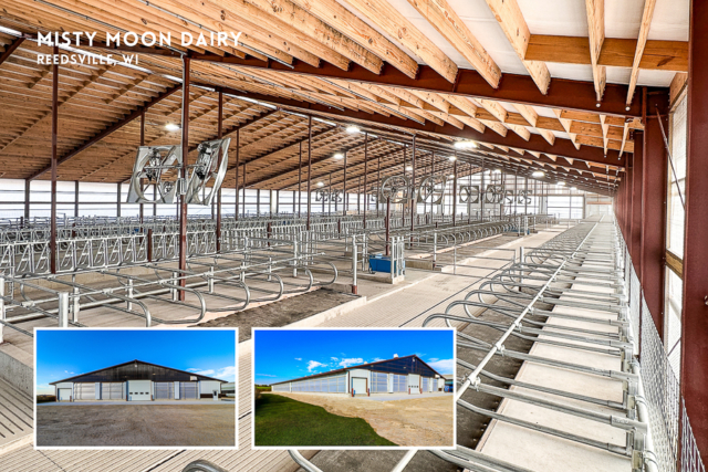 Agricultural Construction: Freestall Barn: Misty Moon Dairy, Reedsville, WI