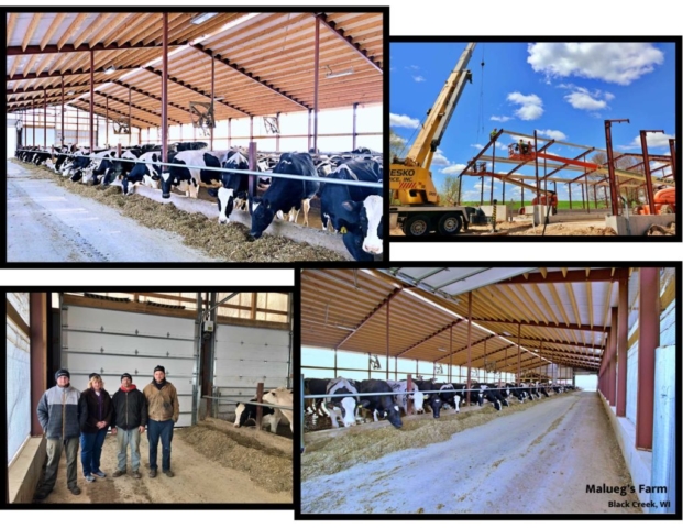 Agricultural Construction: Freestall Barn: Malueg Farm, Black Creek, WI